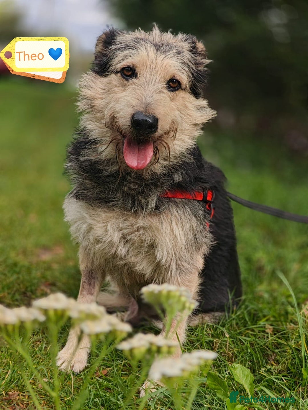 Mixed Breed dogs for adoption: 💙🐶 THEO 🐶💙 - Image 3