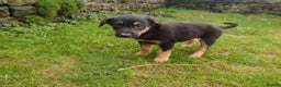 Mixed Breed dogs for sale: Collie X Sheepdog Puppies - Advert 3
