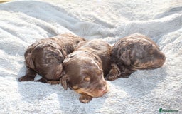 Labradoodle dogs for sale: Mini Labradoodles  - Image 7