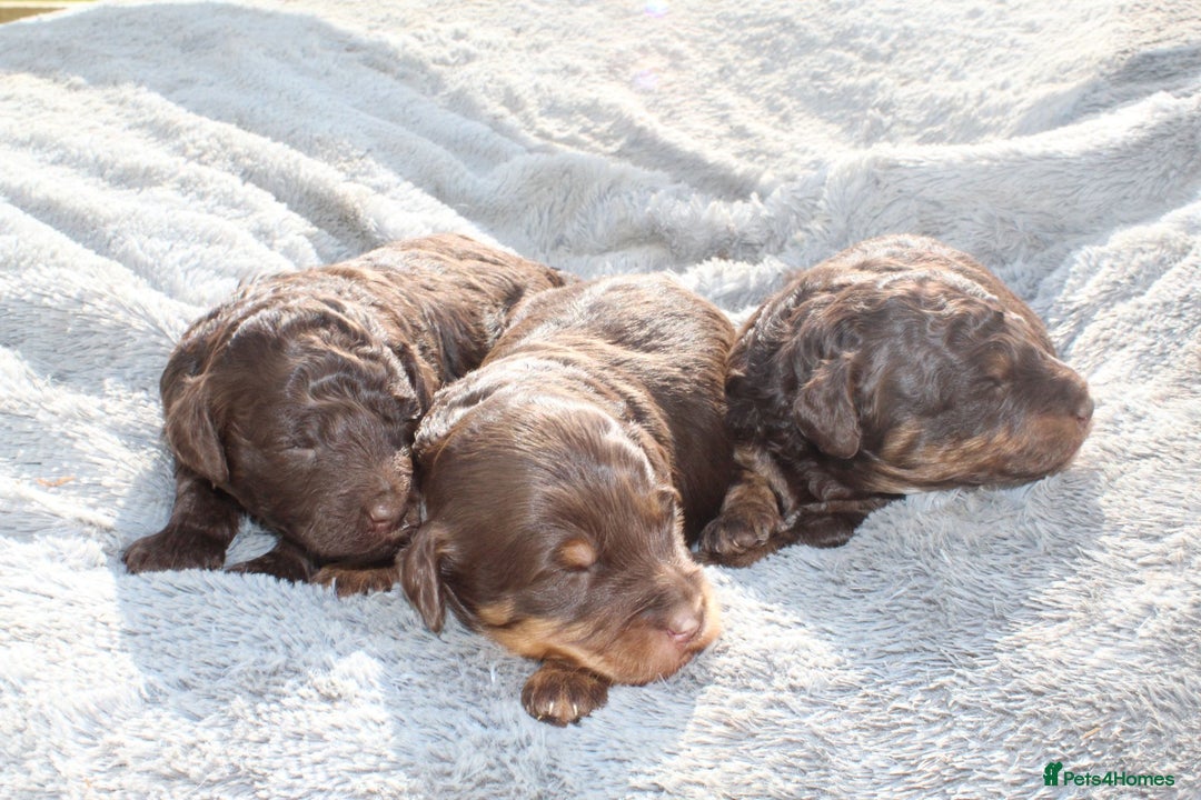 Labradoodle dogs for sale: Mini Labradoodles  - Image 7