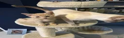 Siamese cats for sale: Siamese British Short Hair X in Preston - Advert 15