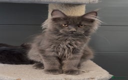 Maine Coon cats for sale: XL maine coon kittens Russia bloodlines Ready Now - Image 10