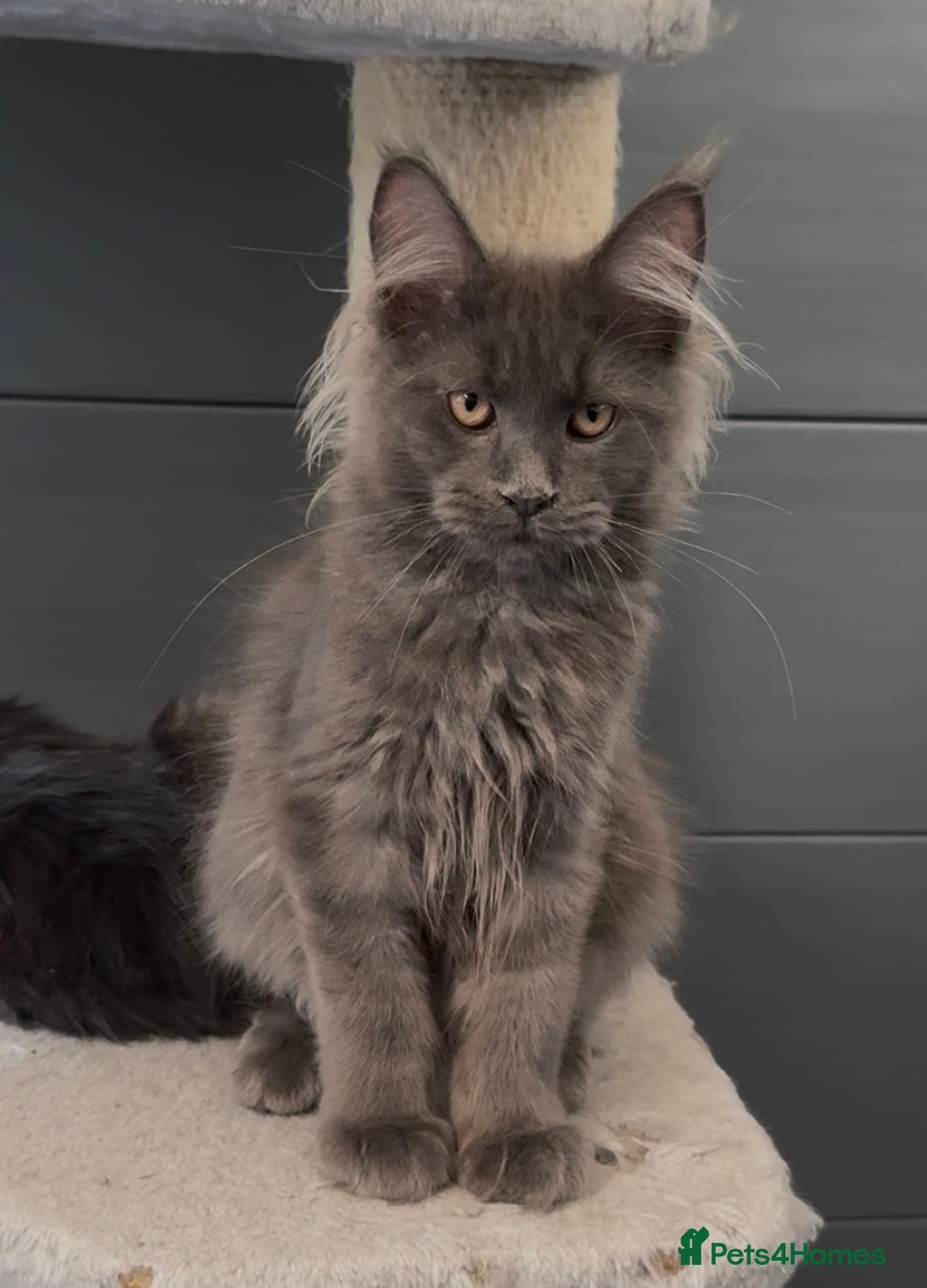 Maine Coon cats for sale: XL maine coon kittens Russia bloodlines Ready Now - Image 10