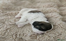 Mixed Breed dogs for sale: Cavapoo/Shihpoo mix - Image 10