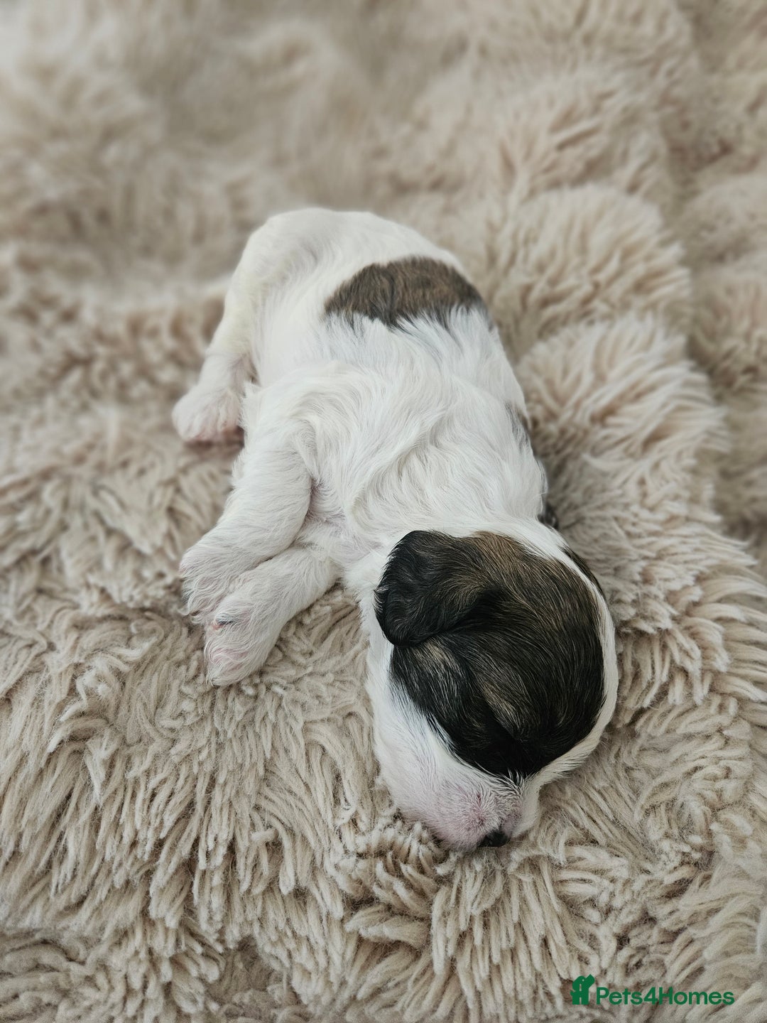 Mixed Breed dogs for sale: Cavapoo/Shihpoo mix - Image 10