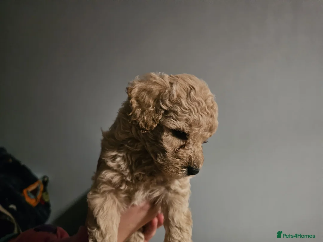 Cockapoo dogs for sale: Cockapoo puppies for sale - Advert 4