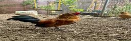 Chickens poultry for sale: Barbu d’Anver and Dutch bantam in Banbury - Advert 4