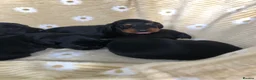 Doxiepoo dogs for sale: F1 daxiepoo puppies  - Advert 18