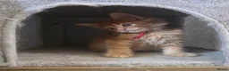Maine Coon cats for sale: Maine Coon Red Tabby Gingers - Advert 11