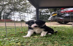 Border Collie dogs for sale: 4 week old Adorable Border Collie Puppies  - Image 8