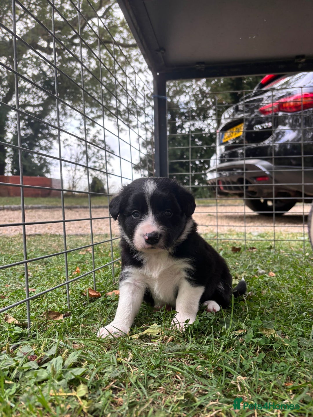 Border Collie dogs for sale: 4 week old Adorable Border Collie Puppies  - Image 8