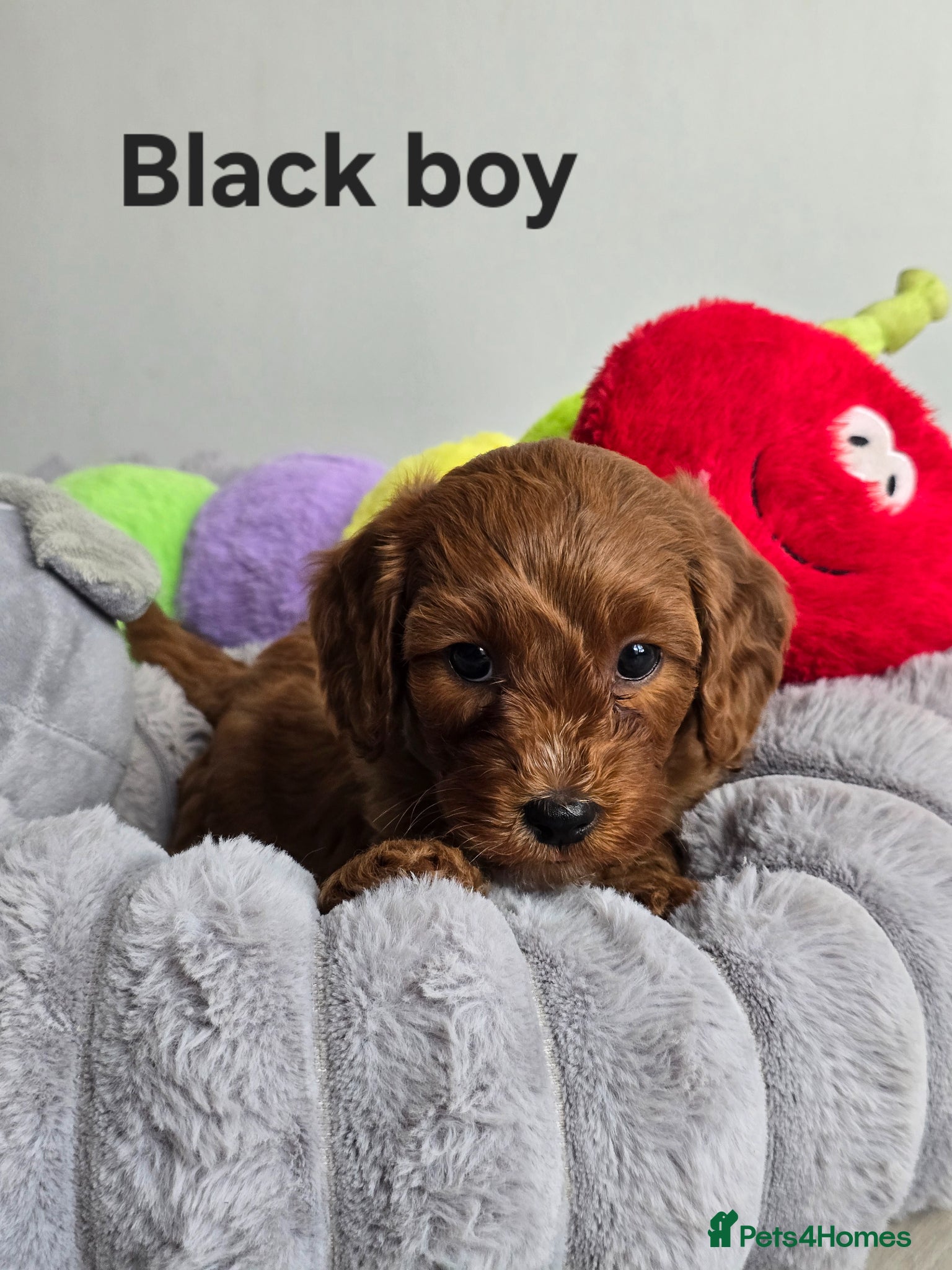 Cavapoo dogs 💥Cavapoo F1b💥 DNA tested  - Advert 1