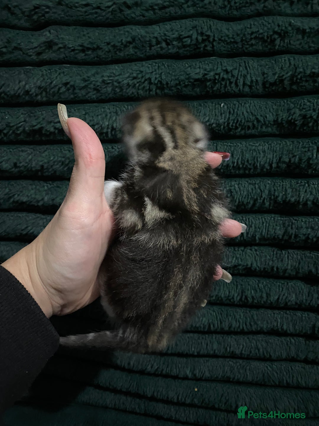 American Shorthair cats for sale: Mix colour litter girls and boys very docile  - Advert 7