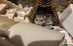 Hamster rodents for sale: Male Roborovski & BUCATSTATE Enclosure - Image 2