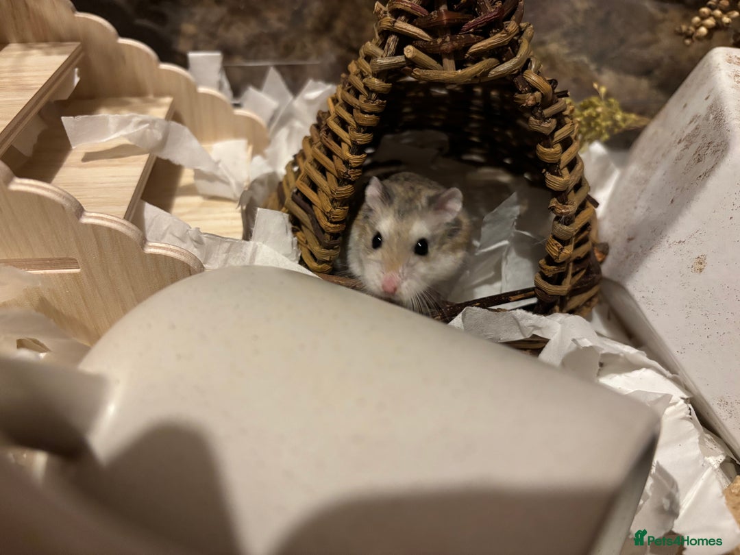 Hamster rodents for sale: Male Roborovski & BUCATSTATE Enclosure - Image 2