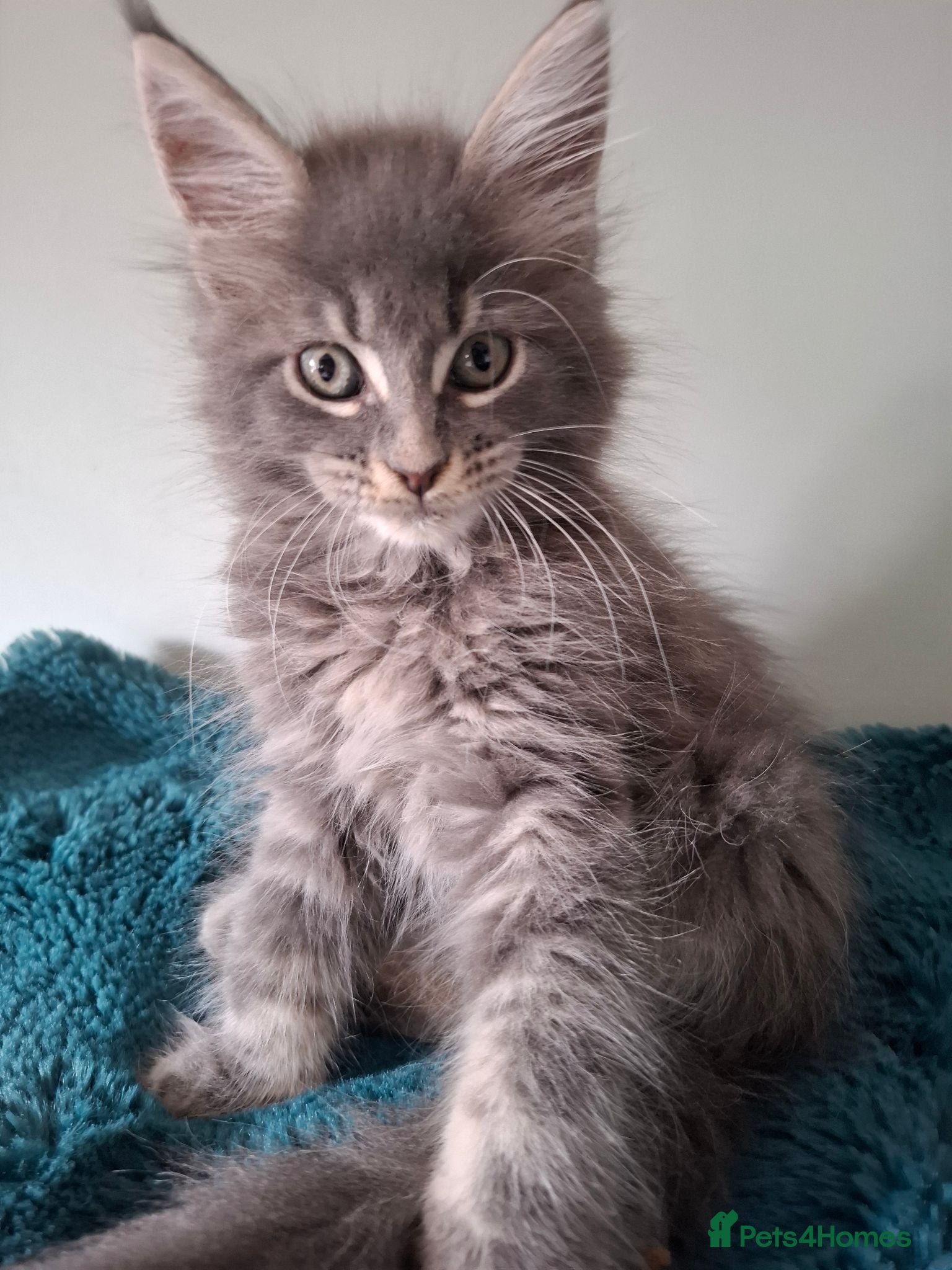 Maine Coon cats Tica registered Maine coon kittens - Advert 1