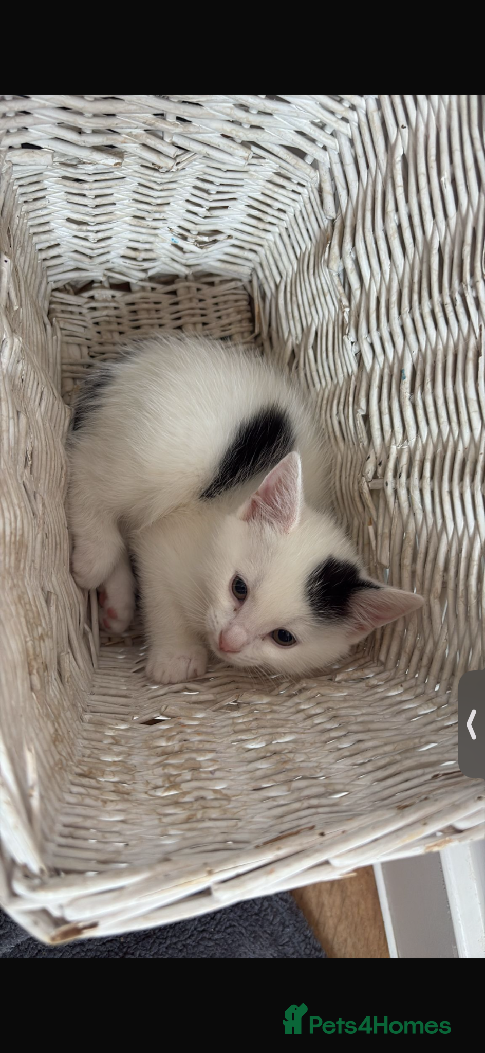 Mixed Breed cats 1 male kitten for sale! - Advert 6