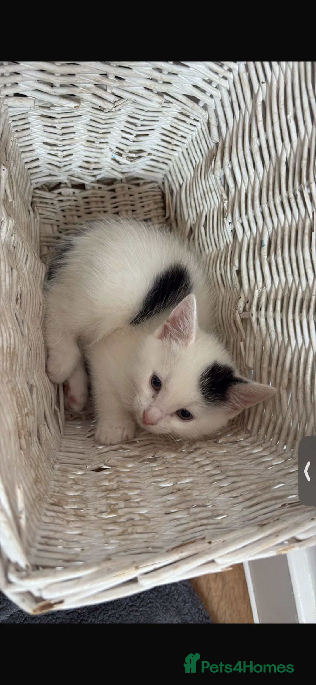 Mixed Breed cats for sale: 2 kittens for sale! - Advert 2