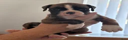 Boxer dogs for sale: 8 KC Registered boxer puppies for sale  - Advert 28