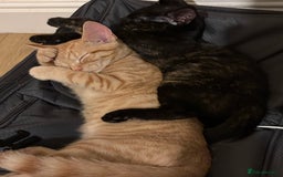 Tibetan cats for sale: Brother and sister  - Image 1