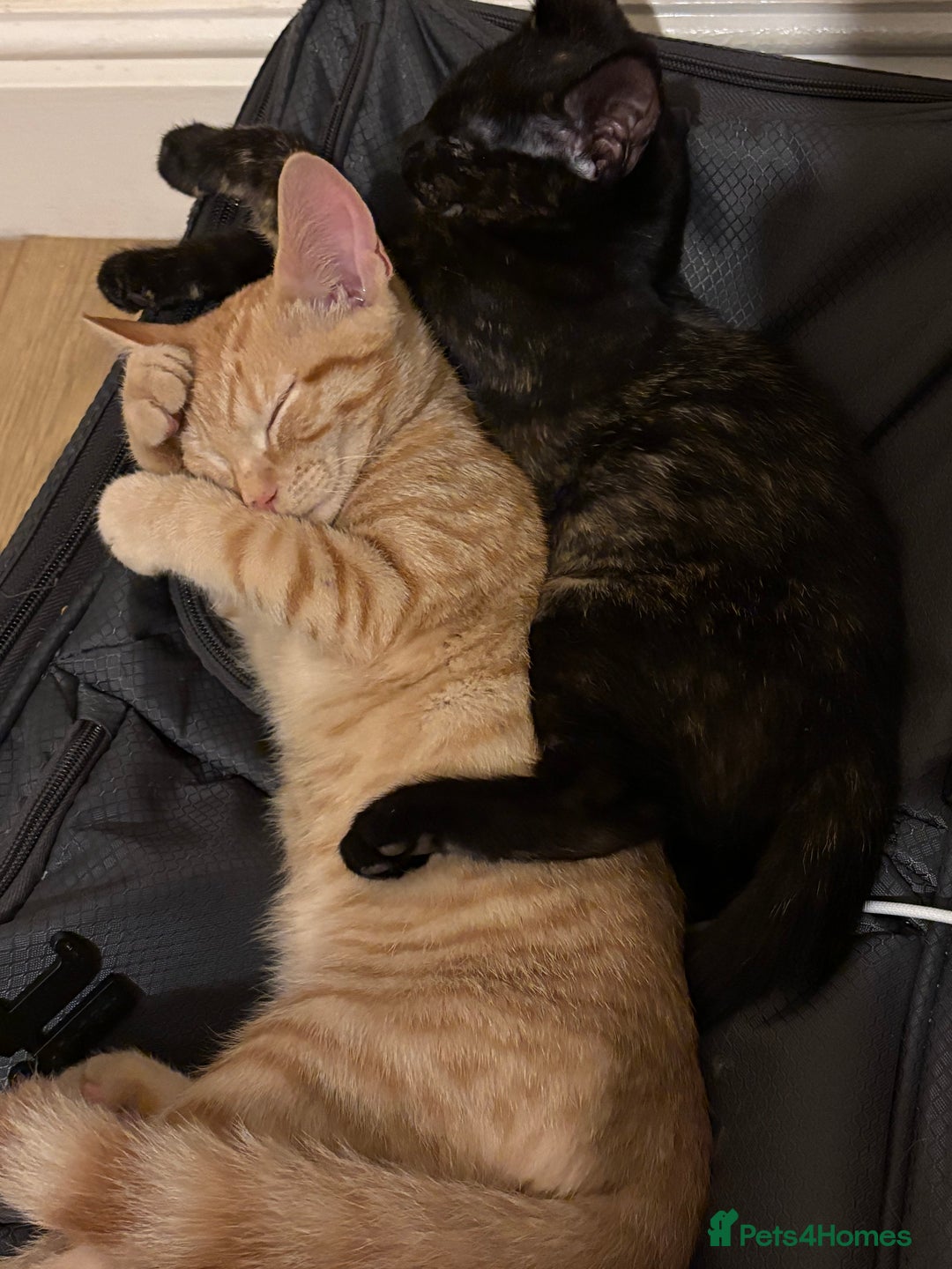 Tibetan cats for sale: Brother and sister  - Image 1