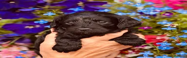 Cavapoo 2