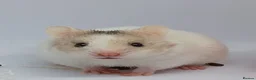 Hamster rodents for sale: ❤❤❤  BABY SYRIAN HAMSTERS ❤❤❤ in Bristol - Advert 13