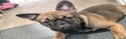 French Bulldog dogs for sale: Female french bulldog in Crawley - Advert 5