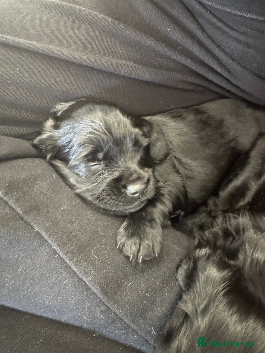 Mixed Breed dogs for sale: ⭐️ beautiful girl looking for her forever home ⭐️ - Image 7