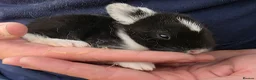 Mixed Breed rabbits for sale: Beautiful babies looking for forever families - Advert 4