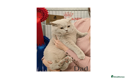 British Shorthair cats for sale: British Shorthair Kittens Lilac, Lilac Cream GCCF  - Image 13