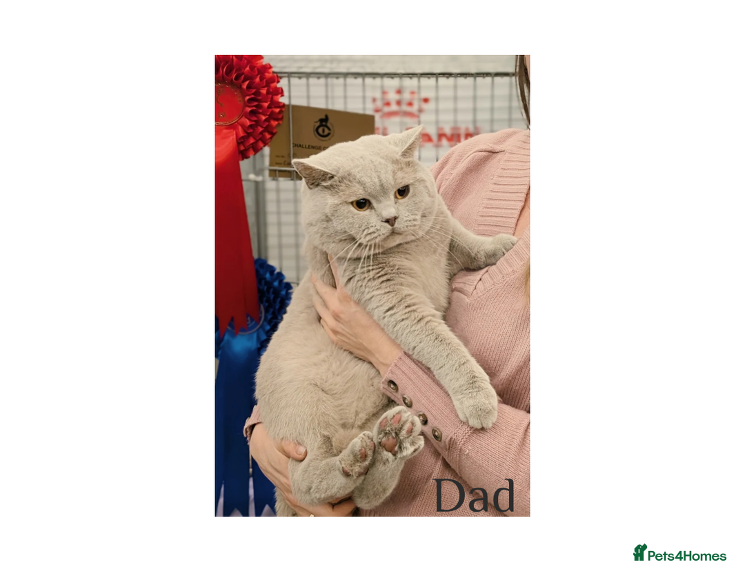 British Shorthair cats for sale: British Shorthair Kittens Lilac, Lilac Cream GCCF  - Image 13