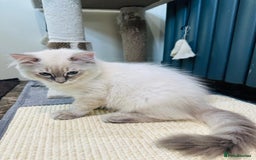 Ragdoll cats for sale: GCCF full pedigree ragdoll kittens  - Image 9