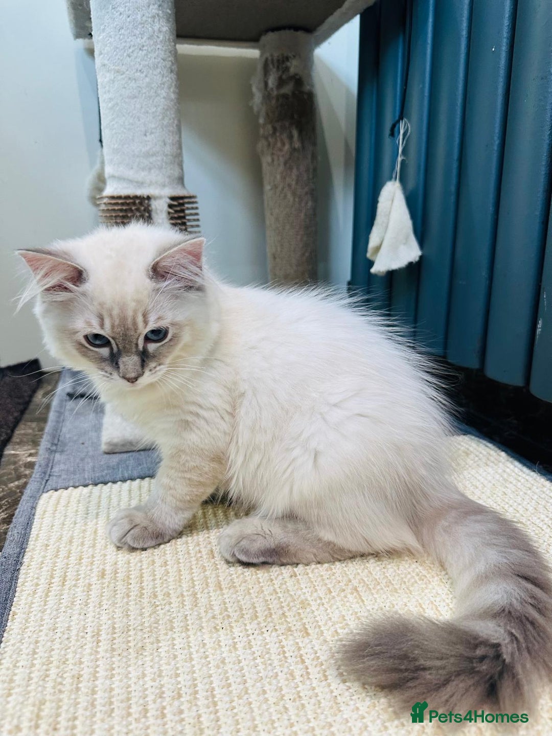 Ragdoll cats for sale: GCCF full pedigree ragdoll kittens  - Image 9