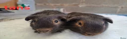 Guinea Pig rodents for sale: Guinea pig boars for sale  in Stourport-on-Severn - Advert 9