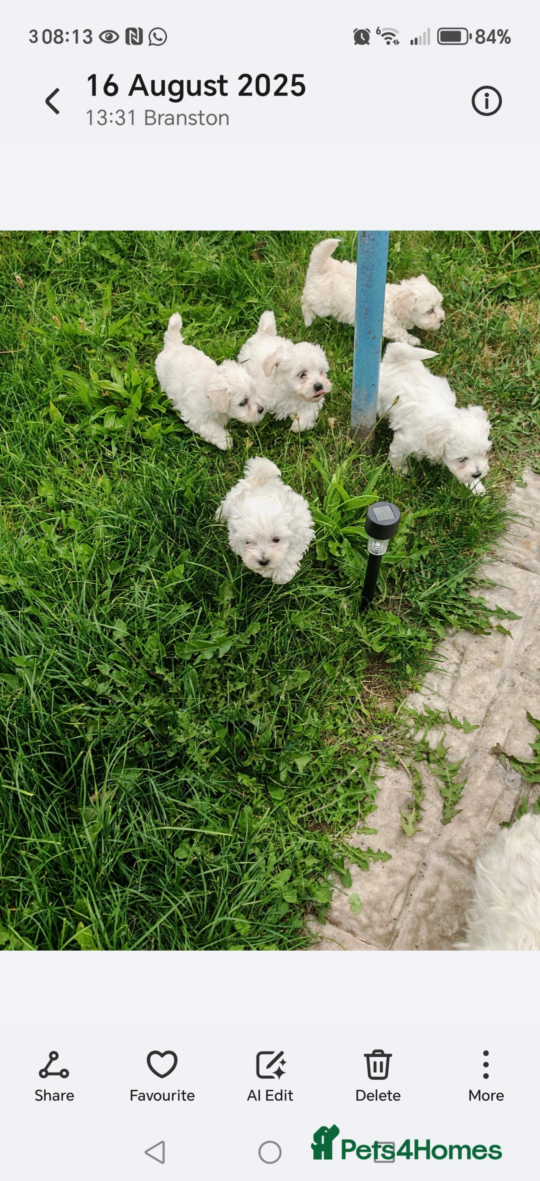 Bichon Frise dogs for sale: Bichon  - Image 3