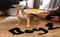 Mixed Breed dogs for sale: Beautiful puppies for sale!!!  - Image 24