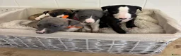 Whippet dogs for sale: Whippet puppies  - Advert 21