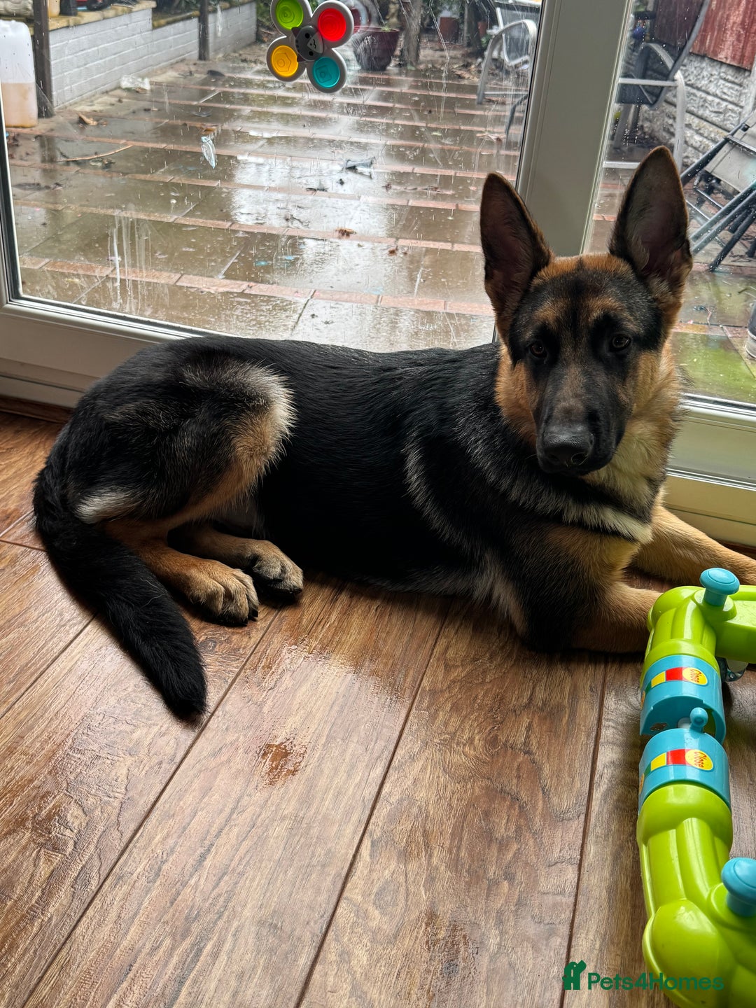 German Shepherd dogs for sale: Champion German Shepperd - Advert 3
