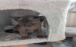 Burmese cats for sale: 5 bouncing beautiful Burmese boys - Image 6
