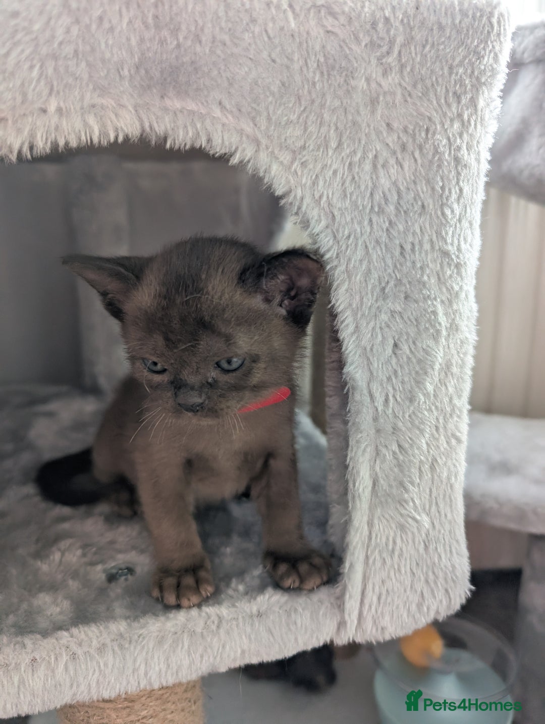 Burmese cats for sale: 5 bouncing beautiful Burmese boys - Image 6