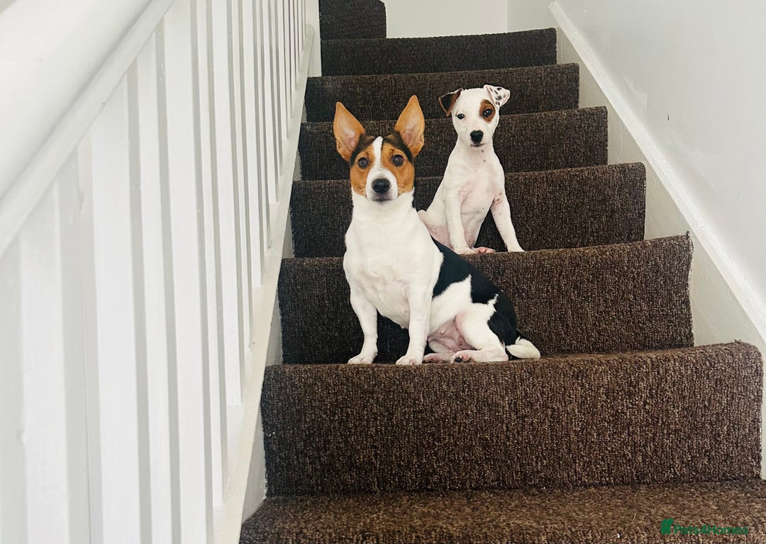 Jack Russell dogs for sale: Jack Russell  - Image 5