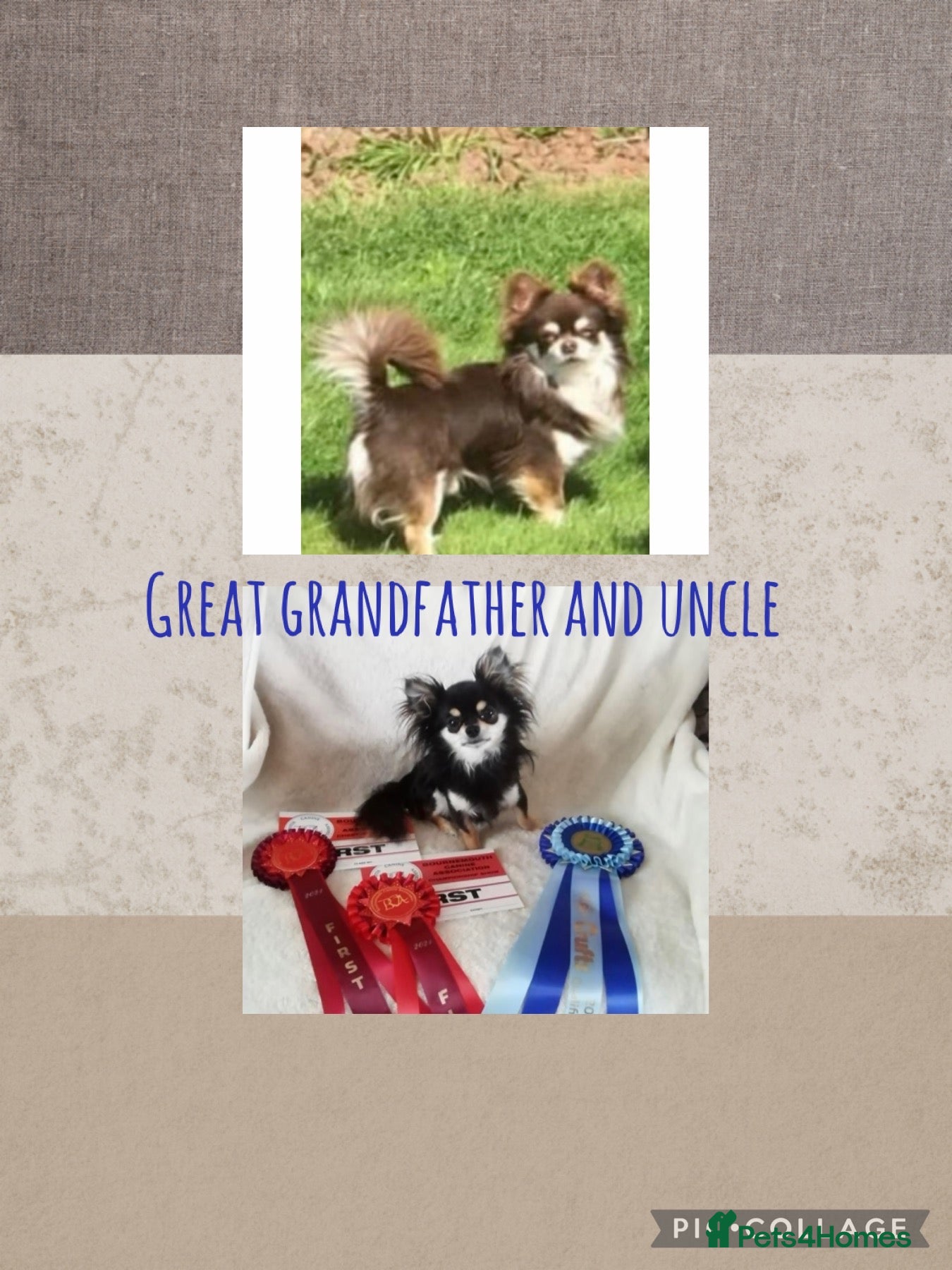 Chihuahua dogs Stunning quality KC reg long coat puppies  - Advert 2