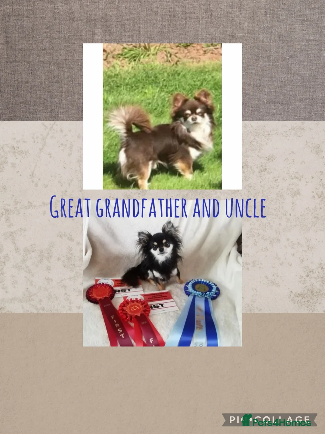Chihuahua dogs for sale: Stunning quality KC reg long coat puppies  - Advert 2