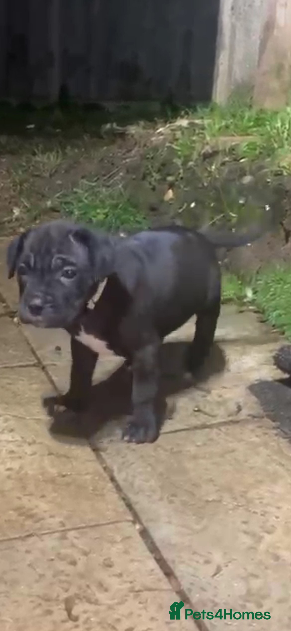 Cane Corso dogs DeBella Cane Corso Pups - Advert 2