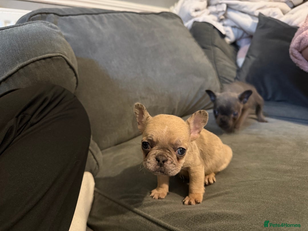 French Bulldog dogs for sale: French bulldog puppy  - Advert 2