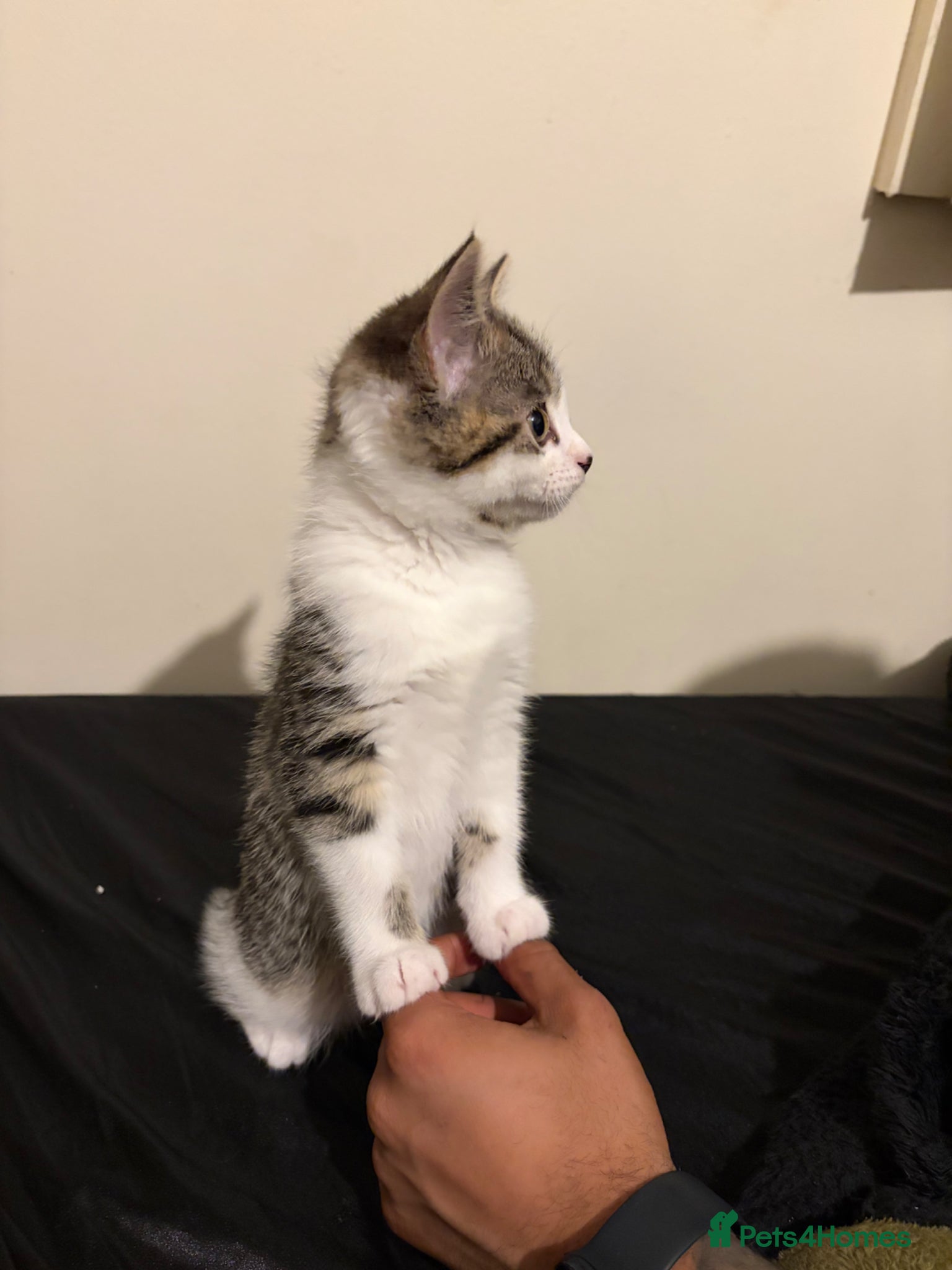 Mixed Breed cats for sale: Cute tabby cat  - Advert 5