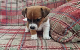 Jack Russell dogs for sale: Traditional Jack Russell Pups DNA Health Tested  - Image 37