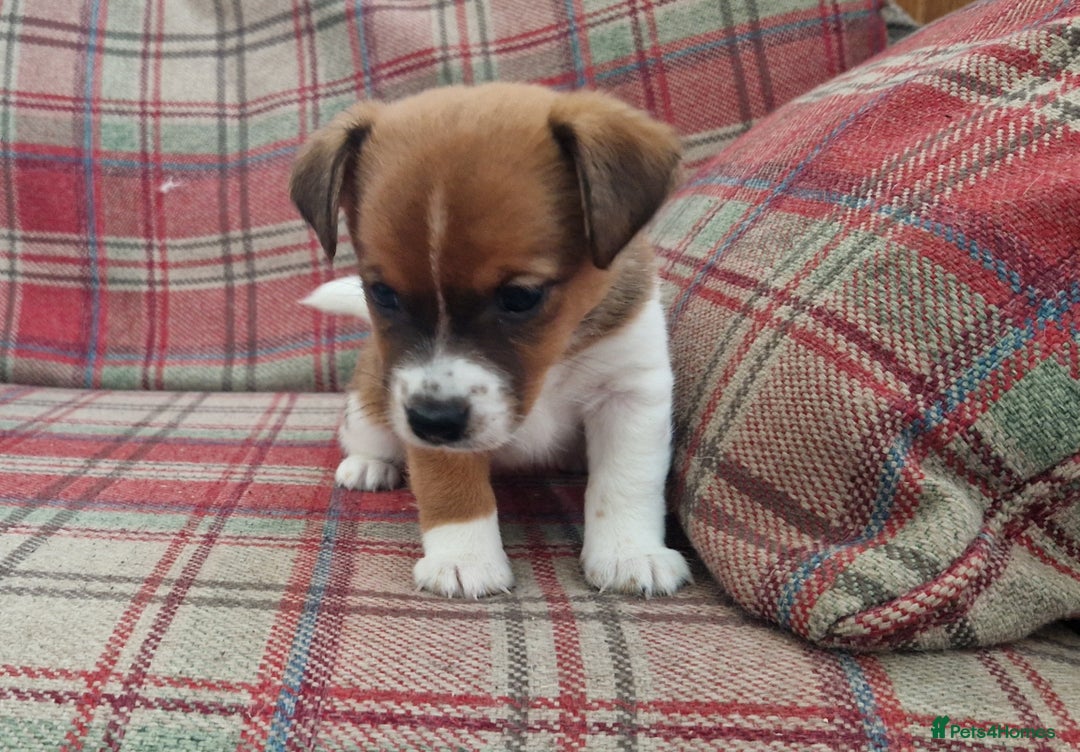 Jack Russell dogs for sale: Traditional Jack Russell Pups DNA Health Tested  - Image 37