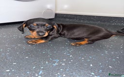 Dachshund dogs for sale: Dachshund puppys - Image 4